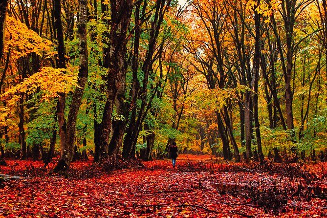 Gabala,Shamakhi, Caucasus mountains Day Trip Tour - What Really Sets This Tour Apart