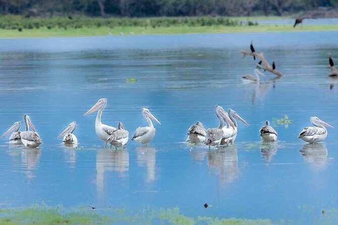 Gal Oya National Park Safari - Pricing and Value