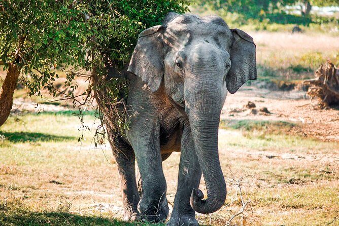 Gal Oya National Park Safari - FAQs