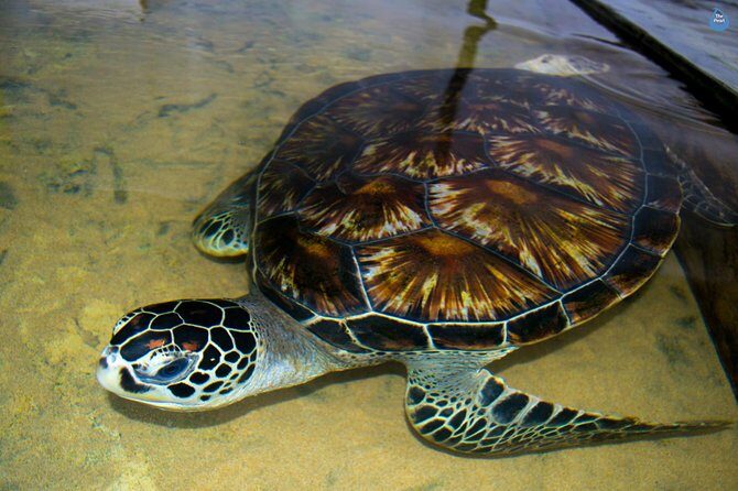 Galle Day Tour: Boat Safari, Stick Fishing & Turtles from Bentota - What Does the Tour Really Offer?