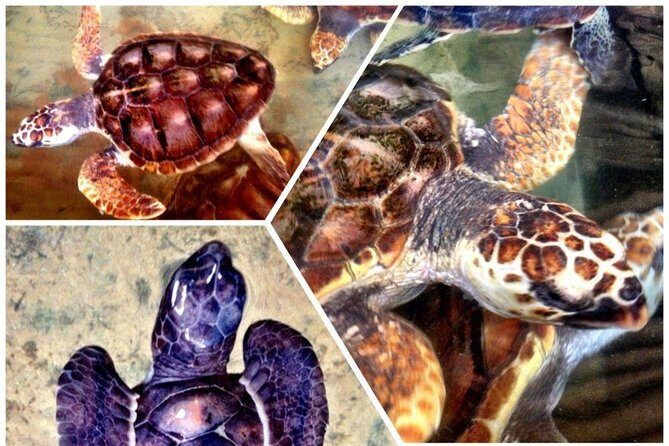 Galle Day Trip & Stilt Fishermen from Koggala - An In-Depth Look at the Itinerary