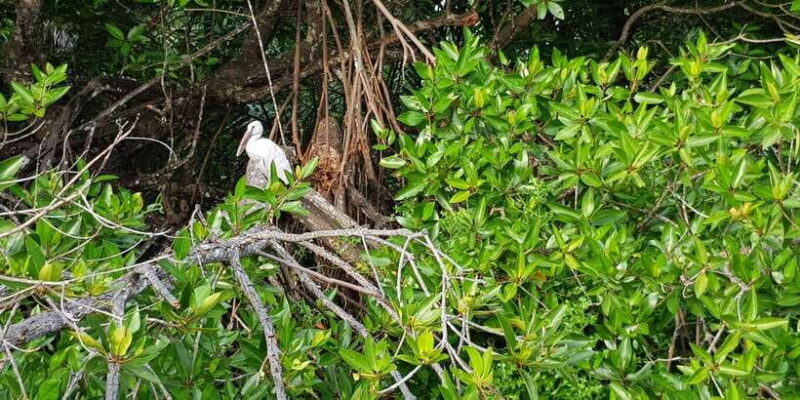 Galle Day Trip with River Safari, Sea Turtles & Tea Factory - Galle Day Trip with River Safari, Sea Turtles & Tea Factory