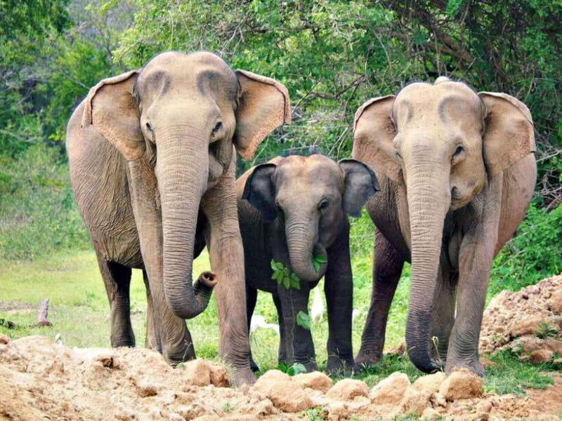 Galle/Hikkaduwa/Bentota/Kosgoda: Yala National Park Safari - Key Points