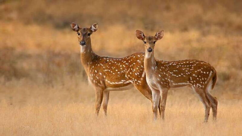 Galle/Hikkaduwa/Bentota/Kosgoda: Yala National Park Safari - The Practical Side of the Safari
