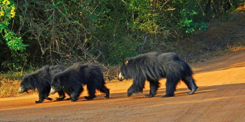 Galle/Hikkaduwa/Bentota/Kosgoda: Yala National Park Safari - Whats Included & What It Means for You