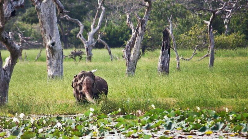 Galle/Hikkaduwa/Bentota/Kosgoda: Yala National Park Safari - Transportation & Timing