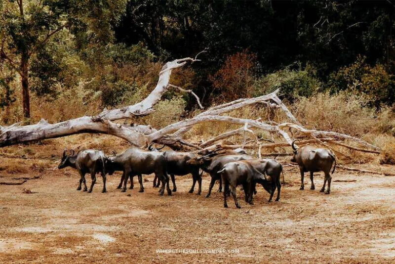 Galle/Hikkaduwa/Bentota/Kosgoda: Yala National Park Safari - Who Should Consider This Tour?