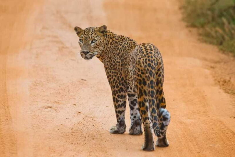 Galle/Hikkaduwa/Bentota/Kosgoda: Yala National Park Safari - The Sum Up