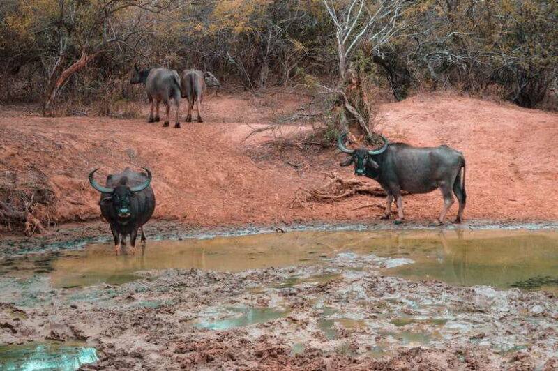 Galle/Hikkaduwa/Bentota/Kosgoda: Yala National Park Safari - FAQ