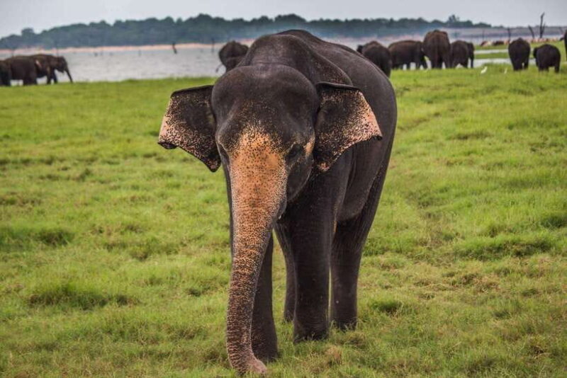 Galle/Mirissa/Hiriketiya: Drop to Ella & Udawalawa Safari - Key Points