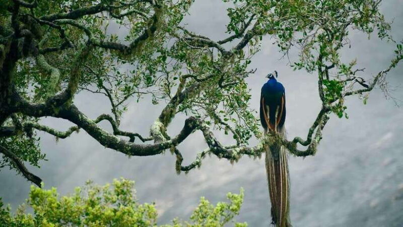 Galle/Mirissa/Hiriketiya: Drop to Ella & Udawalawa Safari - Is This Tour Right for You?