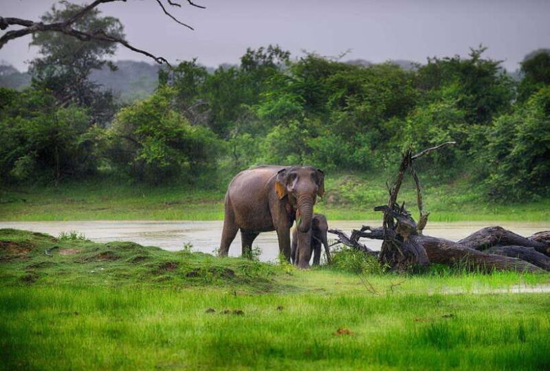 Galle/Mirissa/Hiriketiya: Drop to Ella & Udawalawa Safari - FAQ