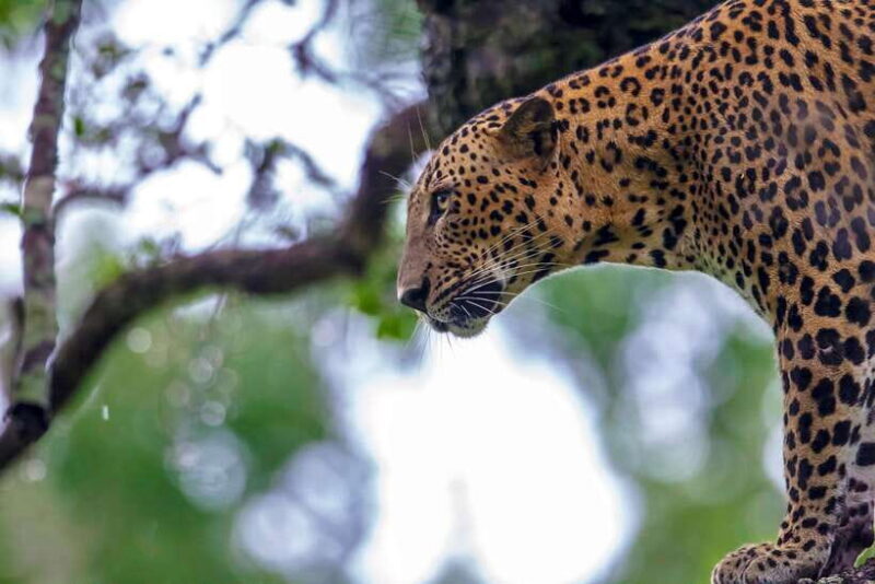Galle/Mirissa/Tangalle: Transfer to Ella & Yala Safari - Yala National Park: A Wildlife Wonderland
