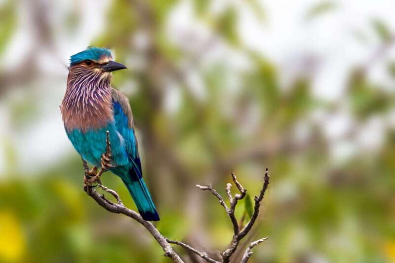 Galle/Mirissa/Tangalle: Transfer to Ella & Yala Safari - The Transfer & Transportation: Comfort and Convenience