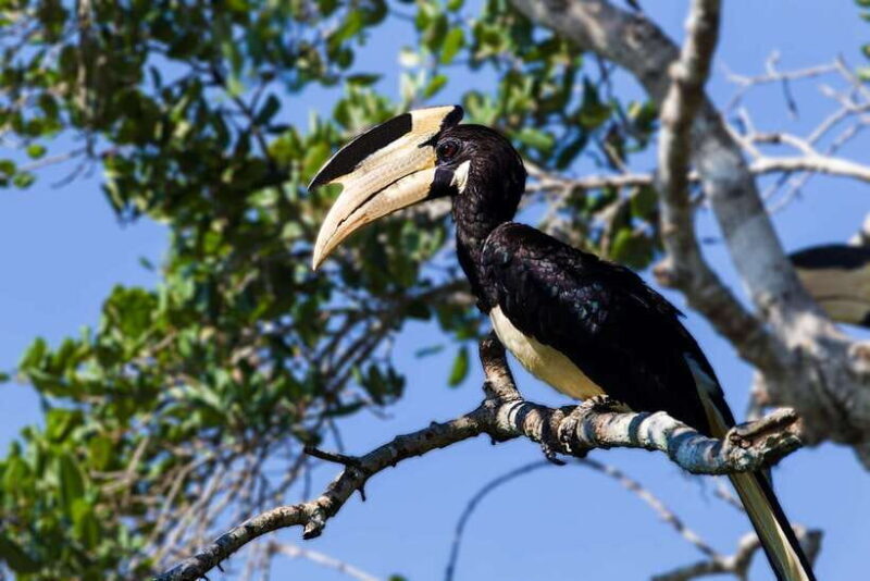 Galle/Mirissa/Tangalle: Transfer to Ella & Yala Safari - Practical Tips & Considerations