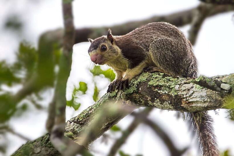 Galle/Mirissa/Tangalle: Transfer to Ella & Yala Safari - In The Sum Up