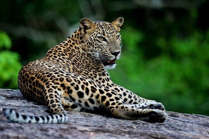 Galle/Mirissa/Tangalle: Transfer to Ella & Yala/Udawalawa Safari - Key Points