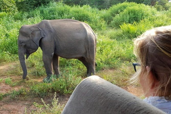 Galle/Mirissa/Tangalle: Transfer to Ella & Yala/Udawalawa Safari - Wildlife Watching: What to Expect