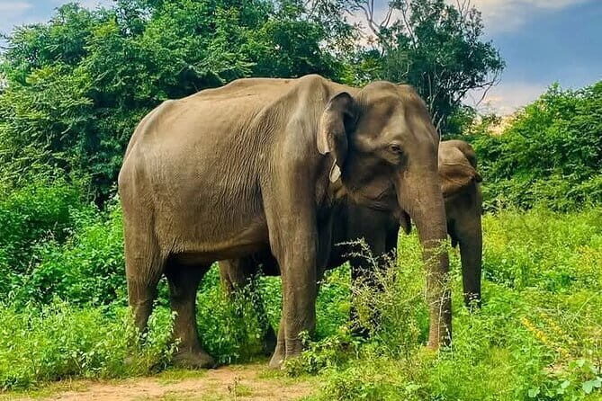 Galle/Mirissa/Tangalle: Transfer to Ella & Yala/Udawalawa Safari - The Value of This Tour