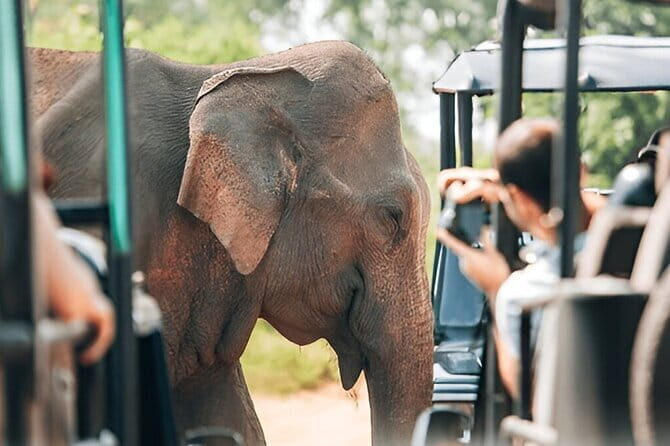 Galle/Mirissa/Tangalle: Transfer to Ella & Yala/Udawalawa Safari - Practical Tips for Travelers