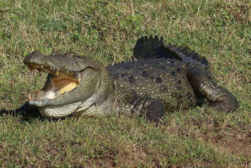 Galle or Mirissa: Private Yala Safari with Lunch at Campsite - Key Points