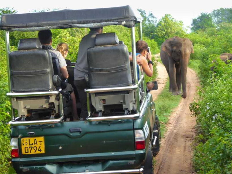 Galle or Mirissa: Private Yala Safari with Lunch at Campsite - The Value of the Tour