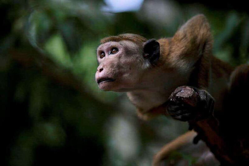 Galle or Mirissa: Private Yala Safari with Lunch at Campsite - Who Will Love This Tour?