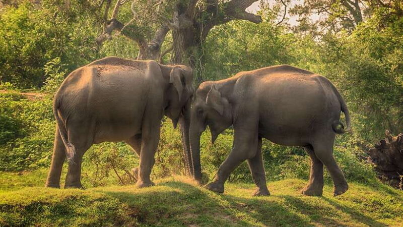 Galle or Mirissa: Private Yala Safari with Lunch at Campsite - Frequently Asked Questions