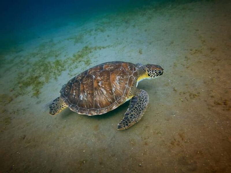 Galle Private Day Tours with Sea Turtles visit & Boat Safari - Who Should Consider This Tour?
