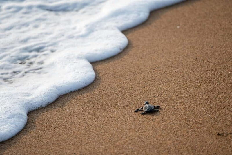 Galle Private Day Tours with Sea Turtles visit & Boat Safari - Final Thoughts