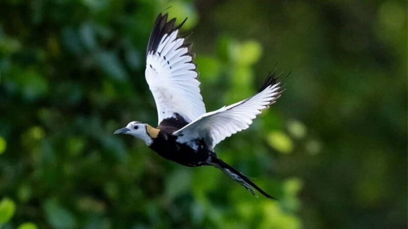 Galle to Udawalawe: Sinharaja Birdwatching Tour with Lunch - Key Points