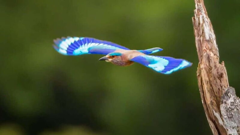 Galle to Udawalawe: Sinharaja Birdwatching Tour with Lunch - Exploring the Journey from Galle to Sinharaja