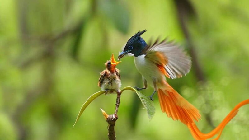Galle to Udawalawe: Sinharaja Birdwatching Tour with Lunch - Analyzing the Value