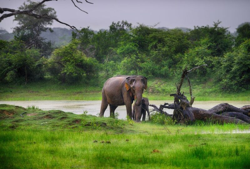 Galle/Unawatuna/Weligama/Mirissa: Yala National Park Safari - What We Love and Consider