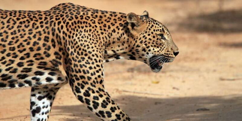 Galle/Unawatuna/Weligama/Mirissa: Yala National Park Safari - FAQ