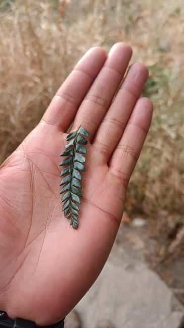 Gallu Waterfalls Hike - Woods, Birds, Nature, River & pool - Who Is This Tour Best For?