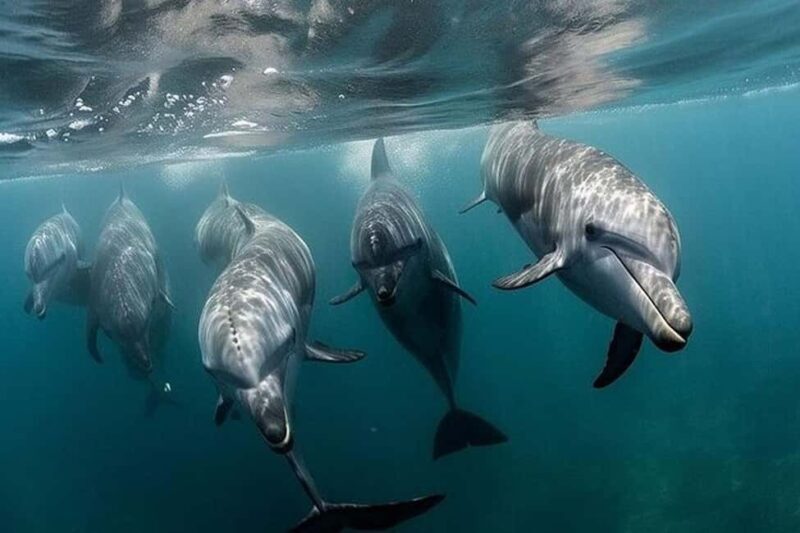 Galveston: Dolphin Watching Boat Tour in Galveston Bay - FAQ