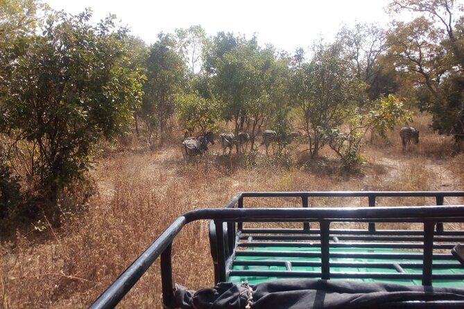 Gambia to Senegal Tour with Ferry Crossing and Safari Park - Exploring the Gambia to Senegal Tour with Ferry Crossing and Safari Park