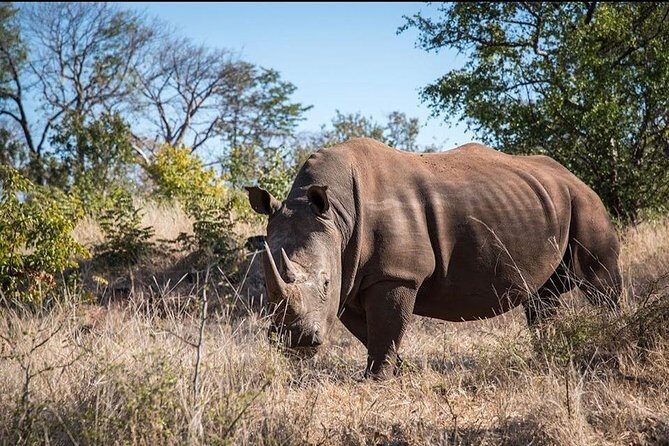 Game Drive and Rhino Viewing Safari - Exploring the Game Drive and Rhino Viewing Safari in Livingstone