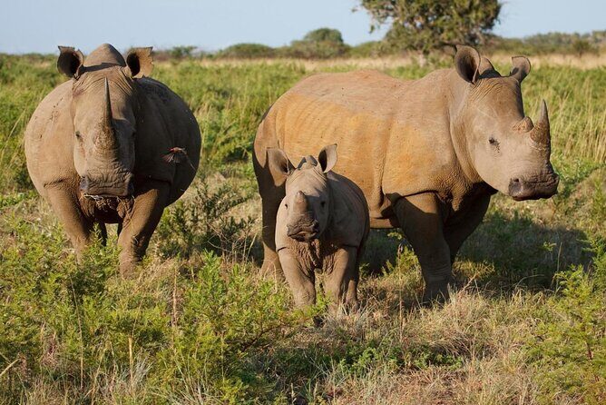 Game Drive and Rhino Viewing Safari - Key Points