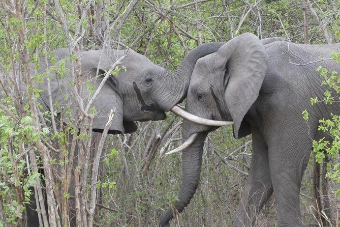Game Drive and Rhino Viewing Safari - Who Will Love This Tour?