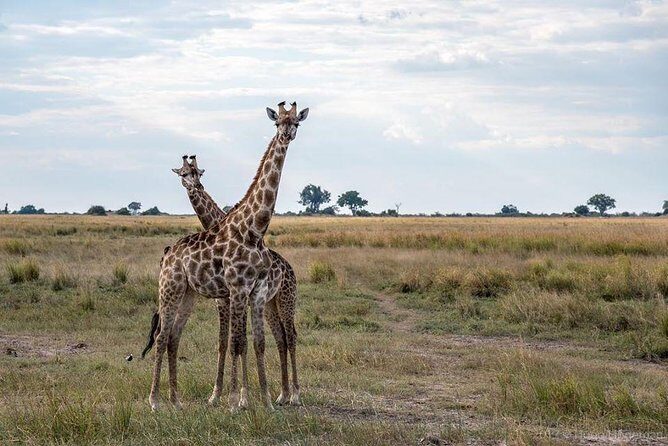 Game Drive and Rhino Viewing Safari - Final Thoughts: Is It Worth It?