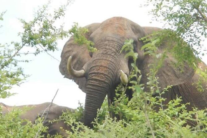 Game Drive And Rhino Walk - Key Points