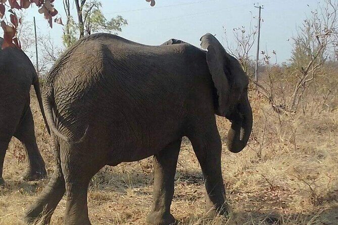 Game Drive And Rhino Walk - Who Should Consider This Tour?