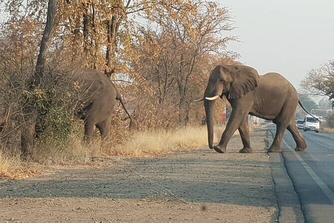 Game Drive And Rhino Walk - The Sum Up