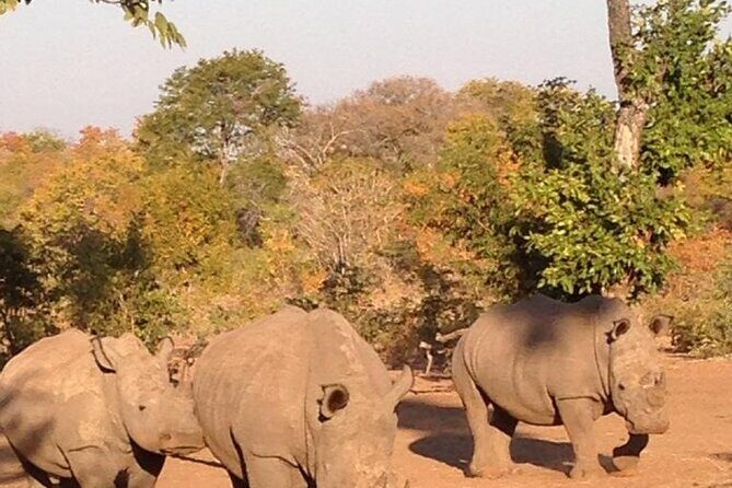 Game Drive And Rhino Walk - FAQ