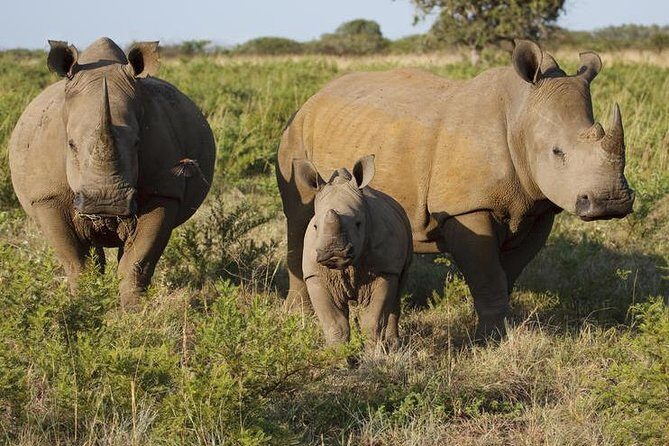 Game Drive And Rhino Walk - Detailed Breakdown of the Tour Experience