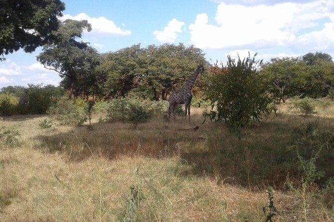 Game Drive And Rhino Walk - Who Will Benefit Most From This Tour?
