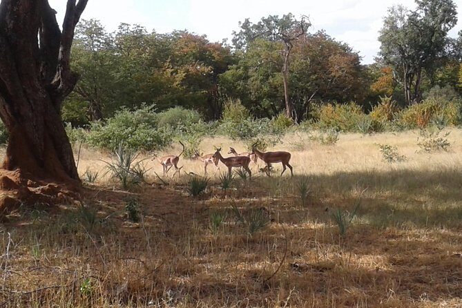 Game Drive And Rhino Walk - FAQ