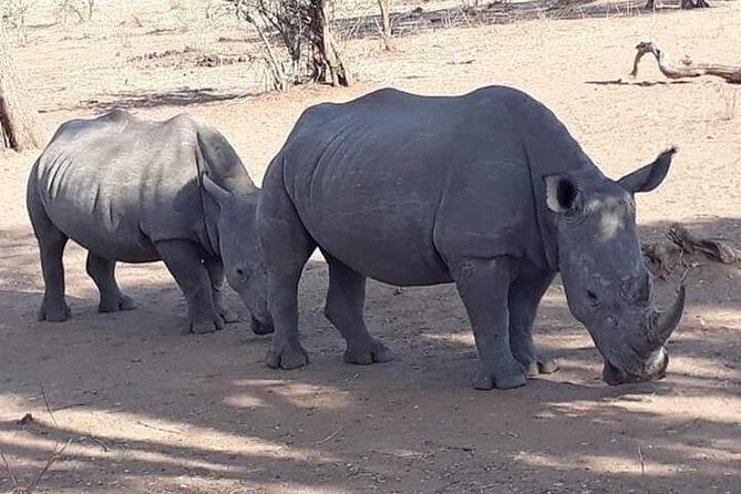 Game Drive and Rhino Walk - Key Points